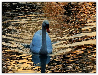 Sul lago dorato Verona