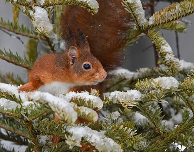 animal jigsaw puzzle