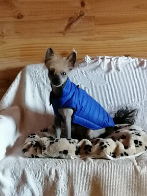 Chinese crested dog