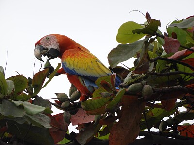 GUACAMAYO