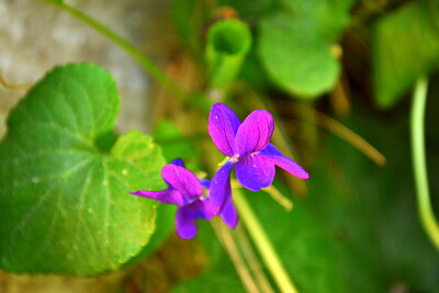 פאזל של violeta