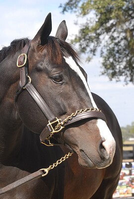 פאזל של Bahamian Squall | Thoroughbred Stallion