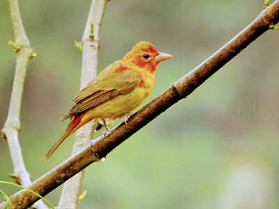 pajaro