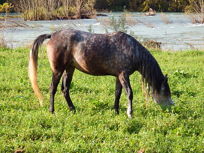 cavallo al pascolo