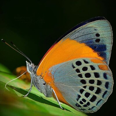 פאזל של papillon
