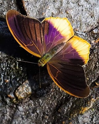 פאזל של papillon