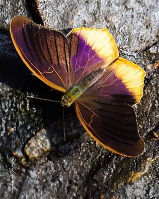 papillon jigsaw puzzle