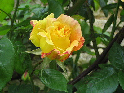 פאזל של Rose bicolore