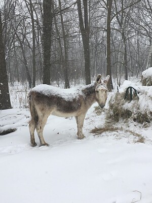 Jody the donkey jigsaw puzzle