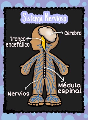 פאזל של Sistema Nervioso