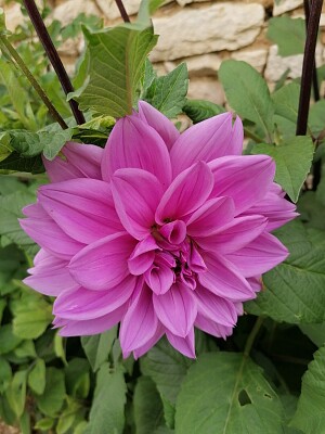 פאזל של Dahlia mauve