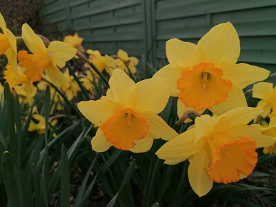 Jonquilles jigsaw puzzle