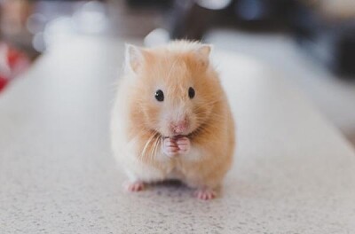 פאזל של hamster