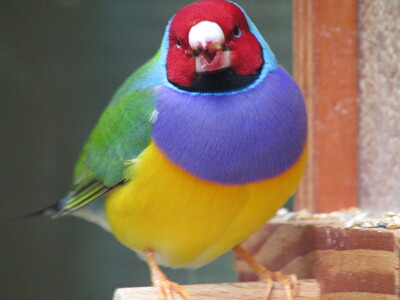 Oiseau Terra botanica