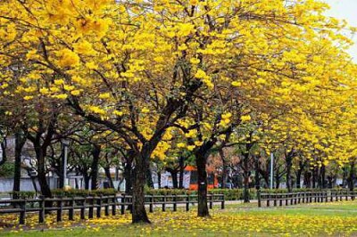 台中※黃花風鈴木