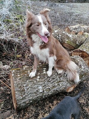 Border collie lilac jigsaw puzzle