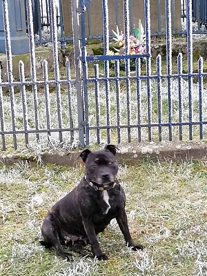 Staffy jigsaw puzzle