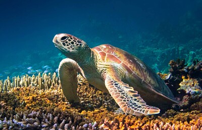 Green Turtle jigsaw puzzle