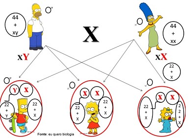 פאזל של Os Simpson e os cromossomos sexuais