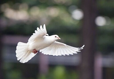 Dove jigsaw puzzle