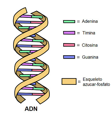 פאזל של ADN