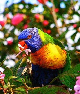 Lorikeet