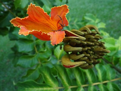 פאזל של FLORES