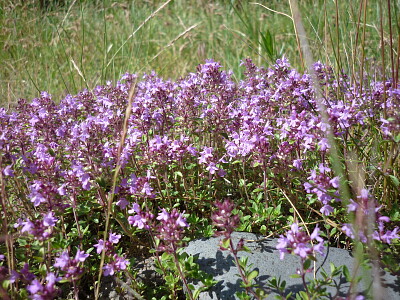 Nature Haute Loire