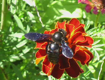 abeille charpentière