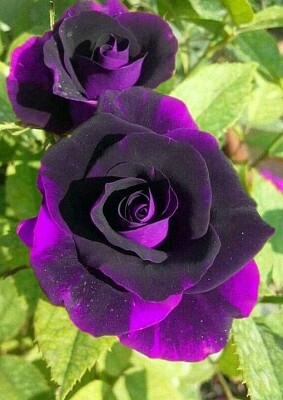 fleur
