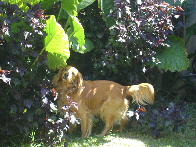 Cocky en el jardín