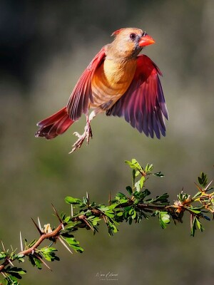 פאזל של oiseau