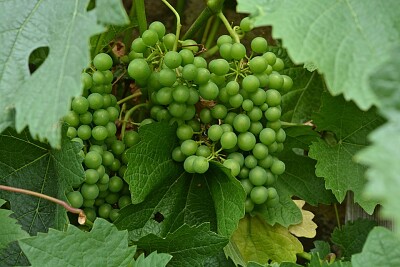 פאזל של racimo de uva