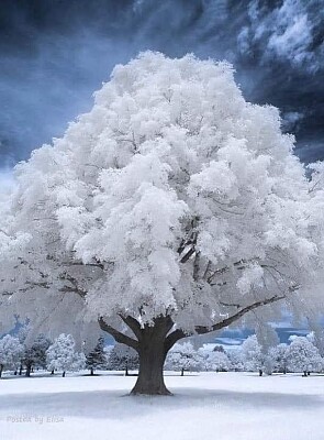 árbol nevado