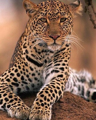 animal