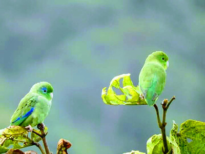 PAJAROS