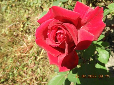 ROSA