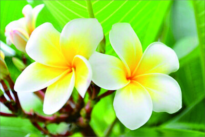 花賞