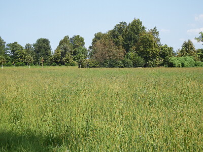 distesa d 'erba