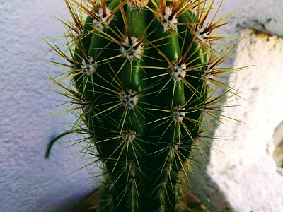 CACTUS