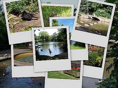 Markeaton Collage jigsaw puzzle