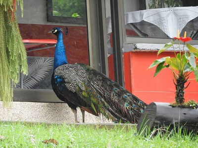PAVO REAL jigsaw puzzle
