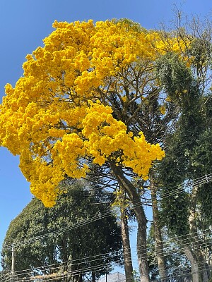 פאזל של Ipê Amarelo