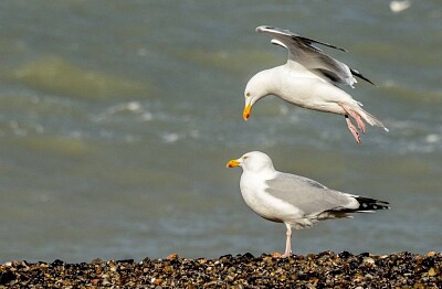 פאזל של oiseau