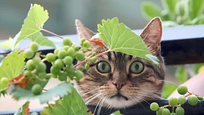 Gato uvas
