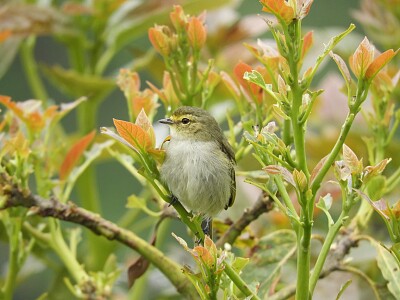 פאזל של pajaro