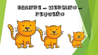 GATITOS POR TAMAÑO