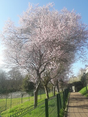 פאזל של Printemps Hauts de Seine