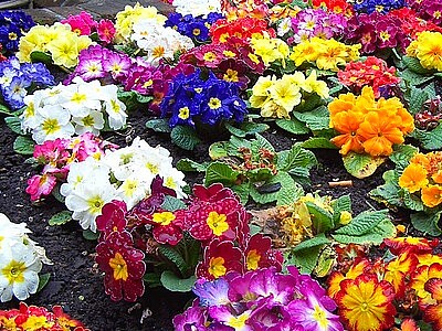 פאזל של Colourful Spring Flowers