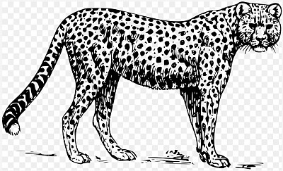 ghepardo